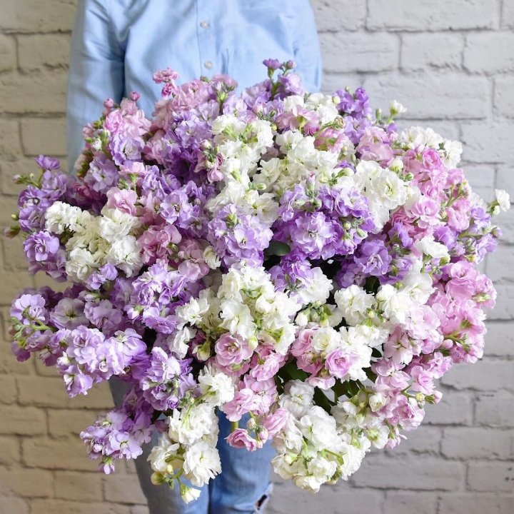 Облако маттиол в Волжские