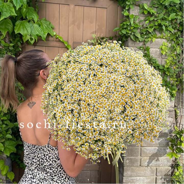 101 ромашка в Волжские