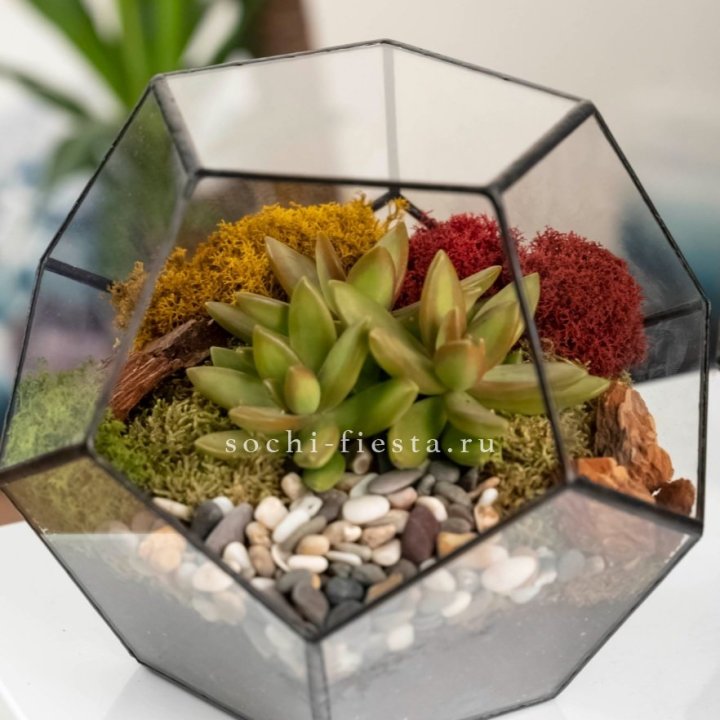 Флорариум “Додекаэдр” с суккулентом Седум в Волжские