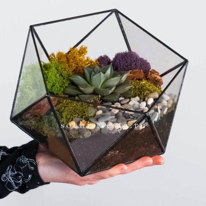 Флорариум “Икосаэдр” с суккулентом Каменная Роза в Волжские