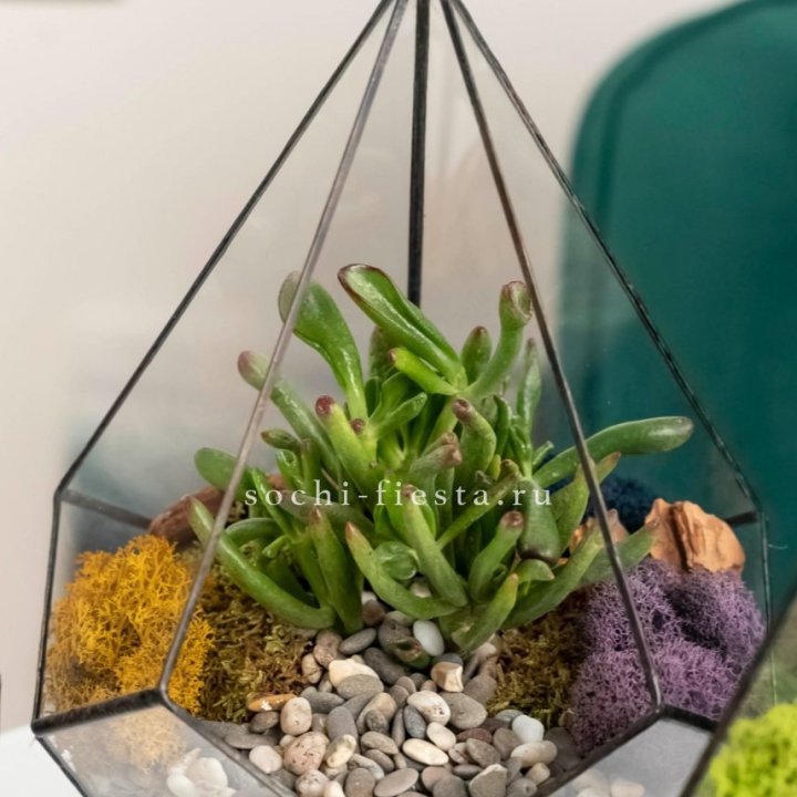 Флорариум “Капля” с суккулентом Крассула Хоббит в Волжские