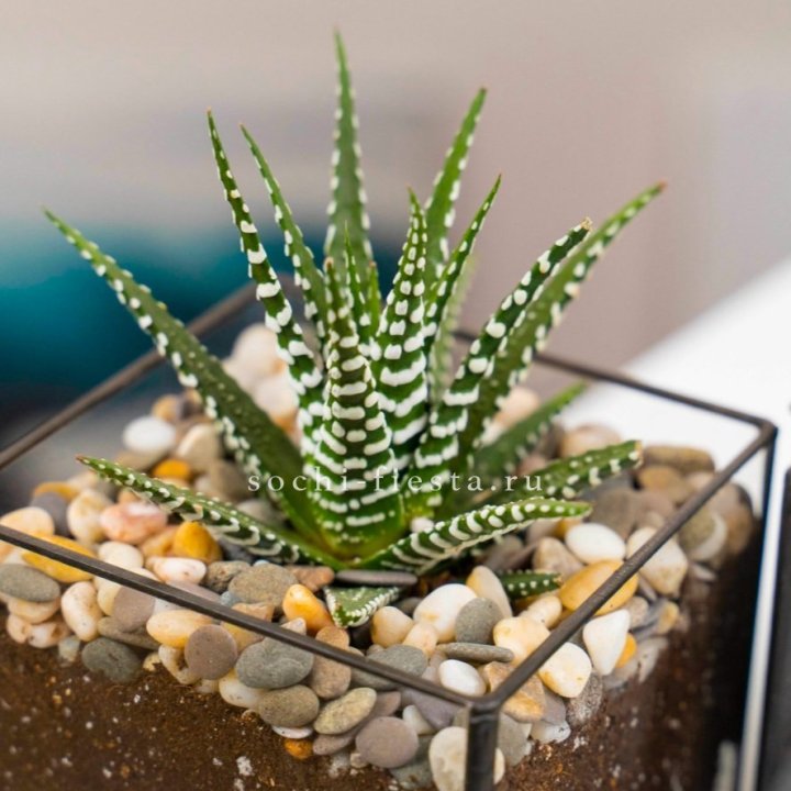 Флорариум Кубик с суккулентом Хавортия в Волжские