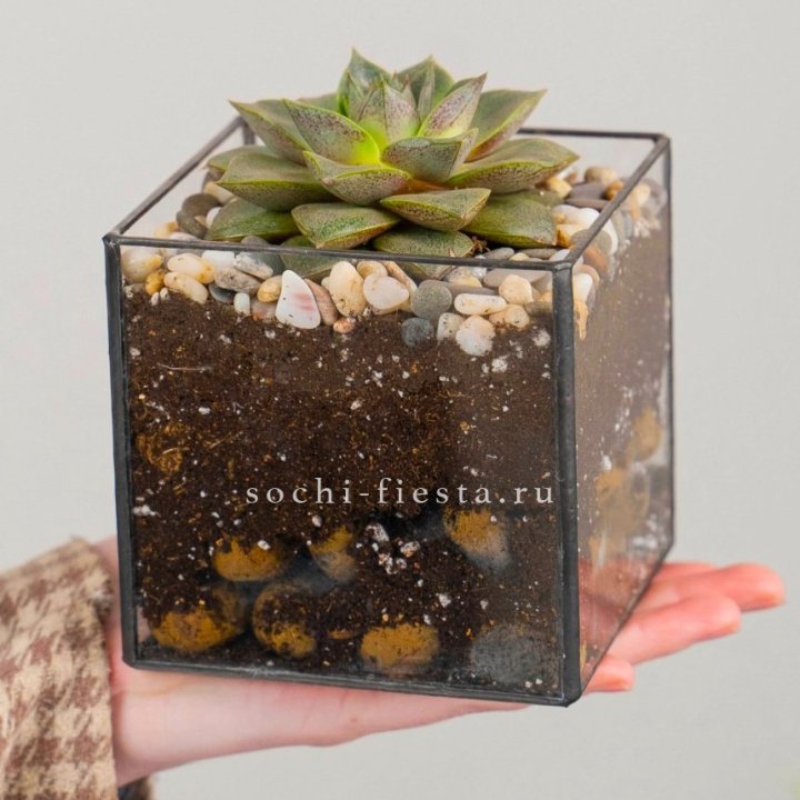 Флорариум Кубик с суккулентом Каменная роза в Волжские