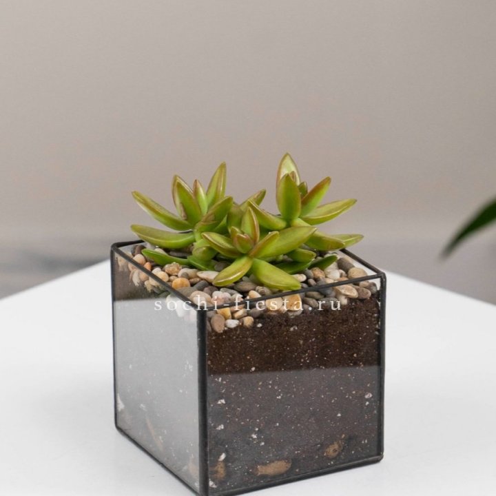 Флорариум Кубик с суккулентом Седум в Волжские