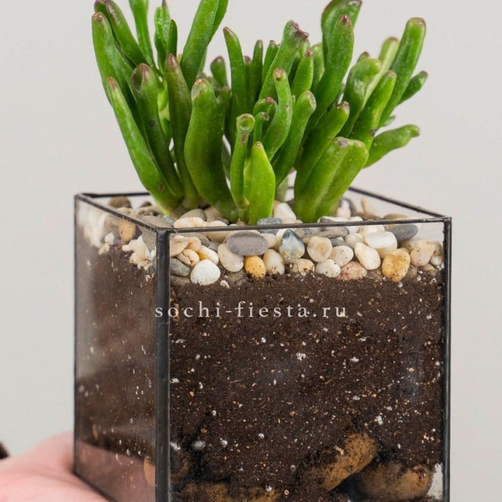 Флорариум Кубик с суккулентом Хоббит в Волжские
