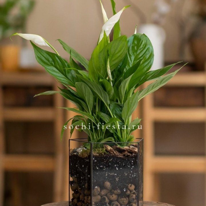 Спатифиллум в кашпо Пятиугольник в Волжские