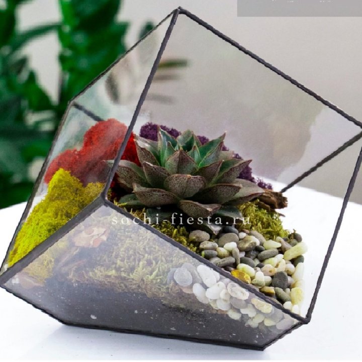 Флорариум Куб усеченный с суккулентом Каменная роза в Волжские
