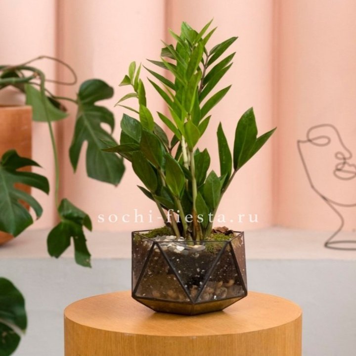 Замиокулькас в кашпо Икосаедр в Волжские