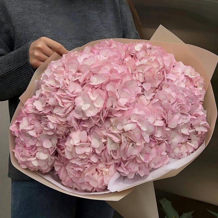 Гортензия  "РОЗЕ" в Волжские