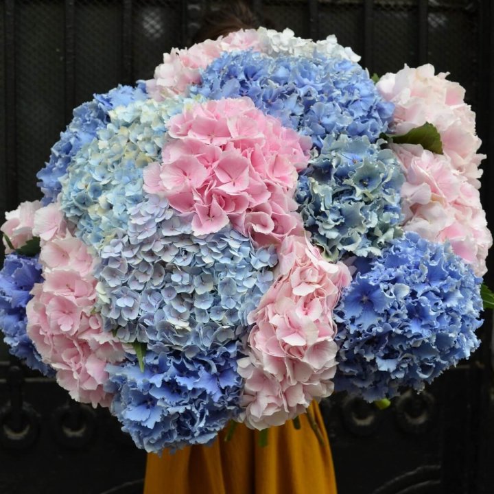 Букет гортензий "Фонтан" в Волжские