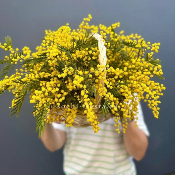 Весенняя корзина мимозы в Волжские