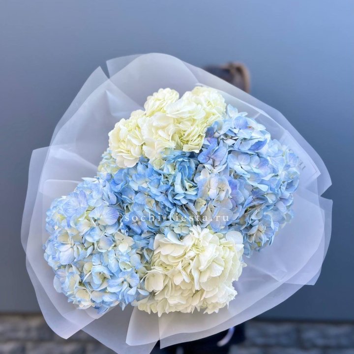 5 бело-голубых гортензий в Волжские