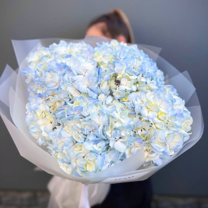 5 голубых гортензий в Волжские