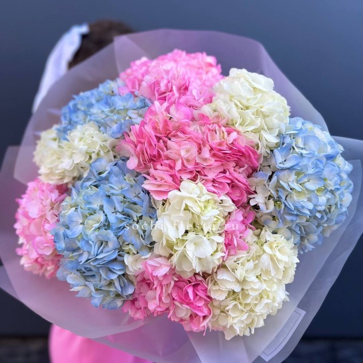 11 гортензий микс в Волжские