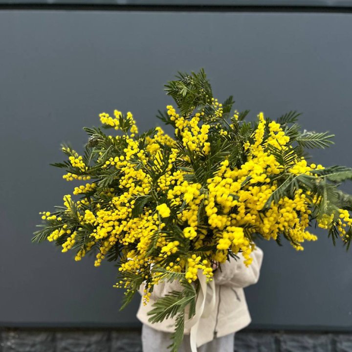 Охопка мимозы в Волжские