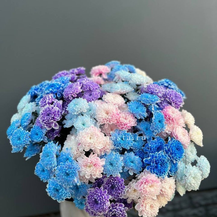 25 цветных хризантем в Волжские