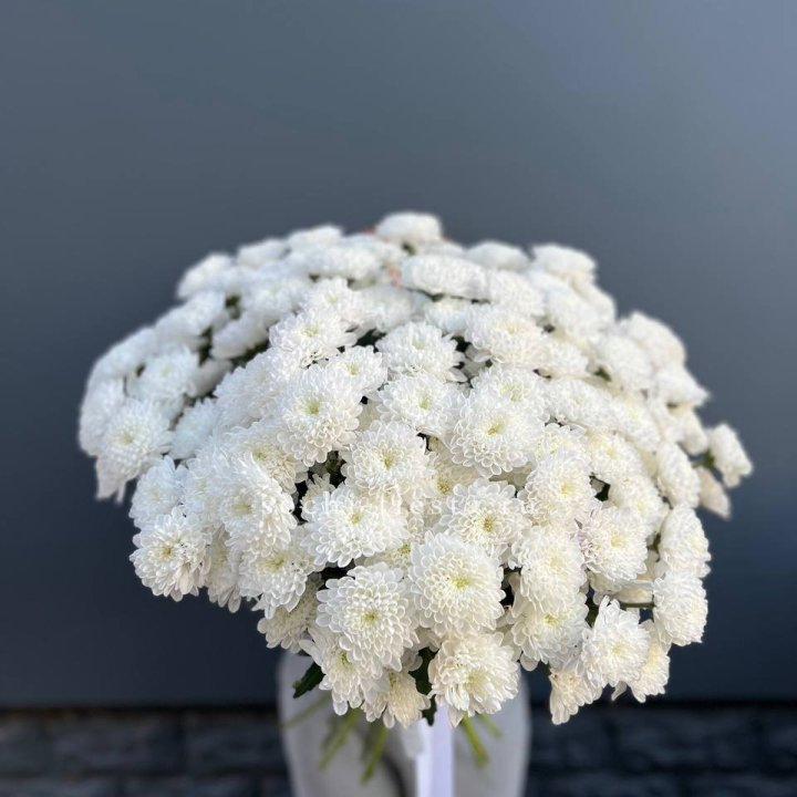  25 хризантем белых в Волжские