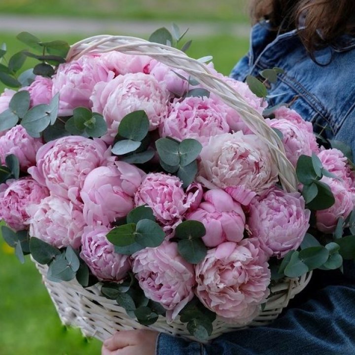 51 пион в корзине в Волжские