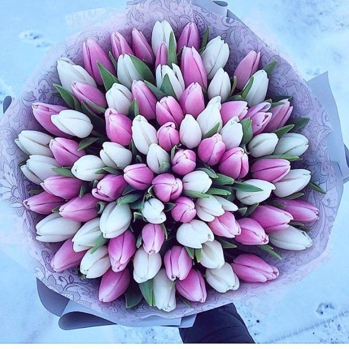 101 тюльпан "Лолипоп" в Волжские